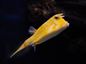 Фото Обыкновенный рогатый кузовок