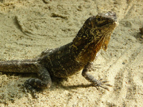 Смотреть фото Плащеносная ящерица Фото Плащеносная ящерица