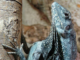Смотреть фото Плащеносная ящерица Фото Плащеносная ящерица