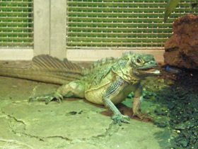 Смотреть фото Филиппинская парусная агама Фото Филиппинская парусная агама