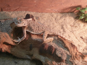 Смотреть фото Ушастая круглоголовка Фото Ушастая круглоголовка