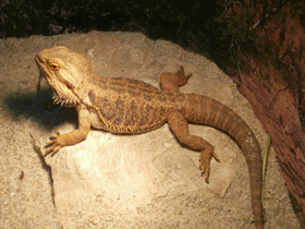 Смотреть фото Бородатая агама Фото Бородатая агама