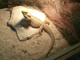 Смотреть фото Бородатая агама Фото Бородатая агама