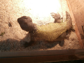 Смотреть фото Египетский шипохвост Фото Египетский шипохвост