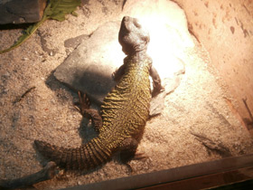 Смотреть фото Египетский шипохвост Фото Египетский шипохвост