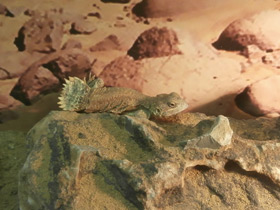 Смотреть фото Ксенагама Тейлора Фото Ксенагама Тейлора