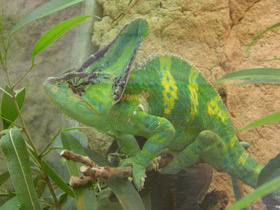 Фото Защитные рефлексы у животных