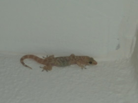 Смотреть фото Средиземноморский геккон Фото Средиземноморский геккон