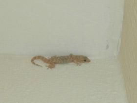 Смотреть фото Средиземноморский геккон Фото Средиземноморский геккон