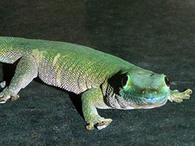 Смотреть фото Фельзума Стандинга Фото Фельзума Стандинга