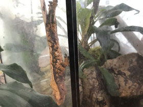 Фото Ресничный геккон-бананоед