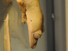 Смотреть фото Плоскохвостый геккон Эбенауи Фото Плоскохвостый геккон Эбенауи