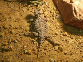 Смотреть фото Гигантская жабовидная ящерица Фото Гигантская жабовидная ящерица