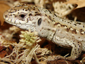 Фото Защитные рефлексы у животных