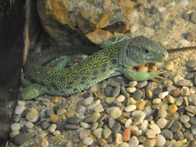 Смотреть фото Жемчужная ящерица Фото Жемчужная ящерица