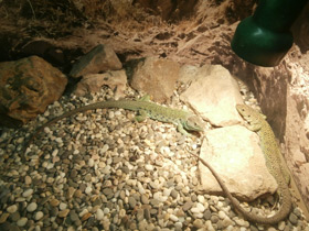 Смотреть фото Жемчужная ящерица Фото Жемчужная ящерица