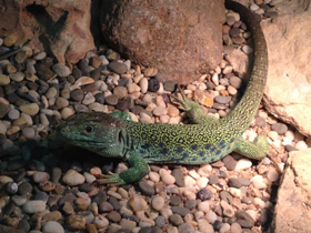 Смотреть фото Жемчужная ящерица Фото Жемчужная ящерица