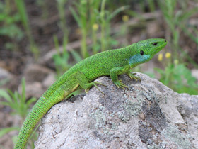Фото Удивительные ящерицы