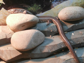 Смотреть фото Сетчатый амфиглоссус Фото Сетчатый амфиглоссус