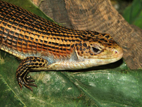 Смотреть фото Большой геррозавр Фото Большой геррозавр