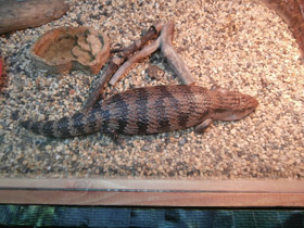 Смотреть фото Синеязыкий сцинк Фото Синеязыкий сцинк