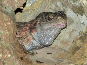 Смотреть фото Гаттерия: ровесница динозавров Фото Гаттерия: ровесница динозавров