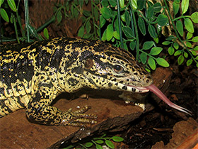 Смотреть фото Обыкновенный тэгу Фото Обыкновенный тэгу