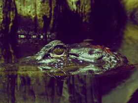 Фото Миссисипский аллигатор