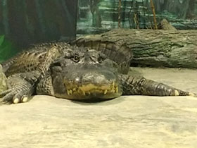 Фото Миссисипский аллигатор