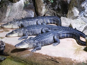 Фото Миссисипский аллигатор