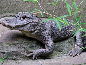 Смотреть фото Китайский аллигатор Фото Китайский аллигатор