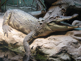 Фото Крокодиловый кайман