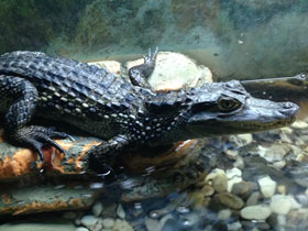 Фото Крокодиловый кайман