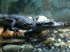 Фото Крокодиловый кайман