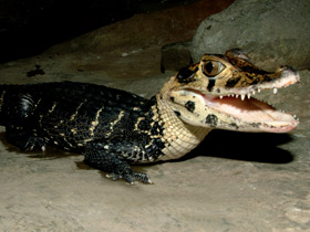 Фото Чёрный кайман