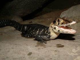 Фото Чёрный кайман