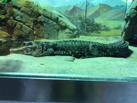 Фото Чёрный кайман