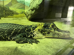 Фото Чёрный кайман