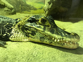 Фото Чёрный кайман