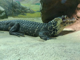 Фото Чёрный кайман