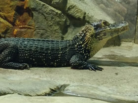 Фото Чёрный кайман