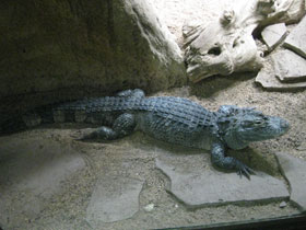 Фото Гладколобый кайман