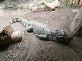 Фото Гладколобый кайман