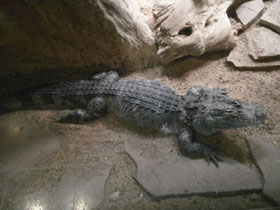 Фото Гладколобый кайман