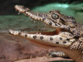 Фото Кубинский крокодил