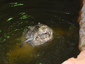 Фото Сиамский крокодил