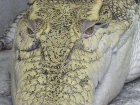 Фото Сиамский крокодил