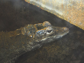 Фото Тупорылый крокодил