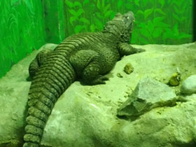 Фото Тупорылый крокодил