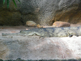 Фото Гавиал